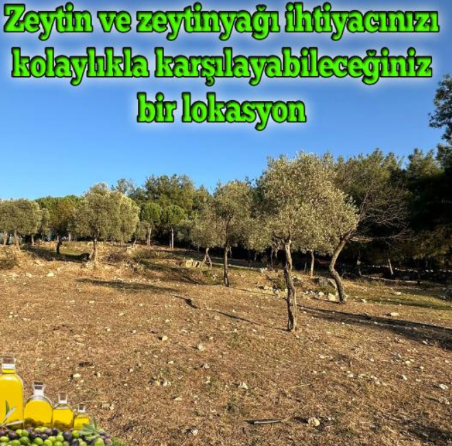 AYDIN KARPUZLU MERİÇLER  KÖYÜNDE 1.822 M²  ZEYTİNLİK SATILIKTIR - AYDIN KARPUZLU fotoğraf 12